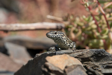 Mauereidechse (Podarcis muralis)