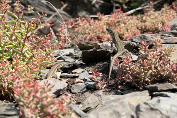 Mauereidechse (Podarcis muralis)