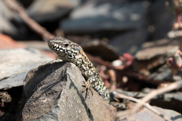 Mauereidechse (Podarcis muralis)