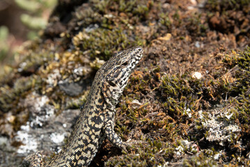Mauereidechse (Podarcis muralis)