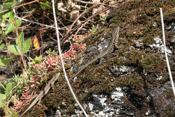 Mauereidechse (Podarcis muralis)