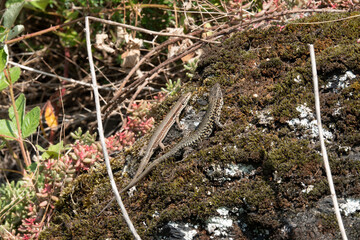 Mauereidechse (Podarcis muralis)