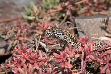 Mauereidechse (Podarcis muralis)