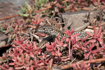 Mauereidechse (Podarcis muralis)