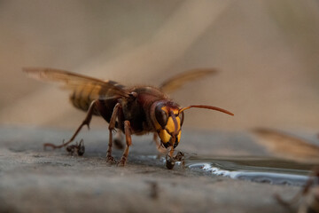 Hornisse (Vespa crabro) und Ameisen