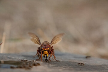 Hornisse (Vespa crabro) und Ameisen
