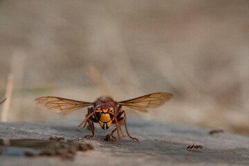 Hornisse (Vespa crabro) und Ameisen