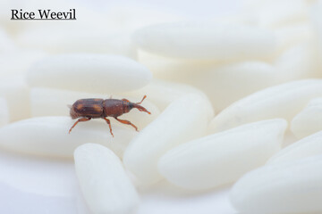 Rice weevil crawls on rice grains. The rice weevil is a stored product pest which attacks seeds of...