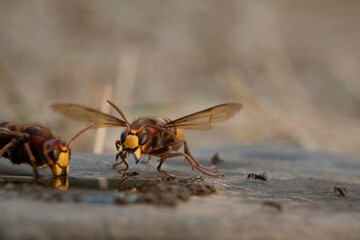 Hornisse (Vespa crabro) und Ameisen