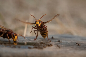 Hornisse (Vespa crabro) und Ameisen