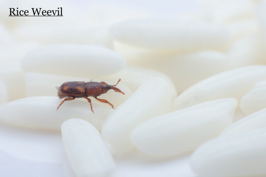 Rice weevil crawls on rice grains. The rice weevil is a stored product pest which attacks seeds of several crops, including wheat, rice, and maize.