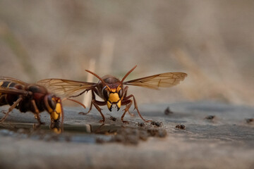 Hornisse (Vespa crabro) und Ameisen