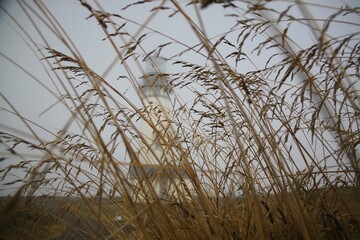 reeds in the wind