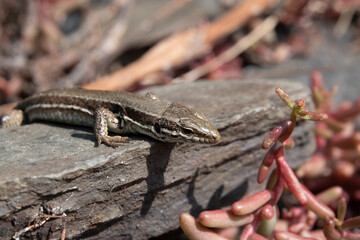 Mauereidechse (Podarcis muralis)
