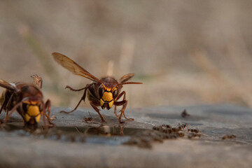 Hornisse (Vespa crabro) und Ameisen