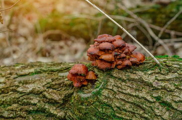 Mushrooms grows in the forest. Brown caps with decurrent pale gills and yellow hollow stalks.