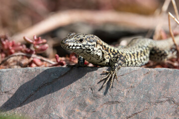 Mauereidechse (Podarcis muralis)