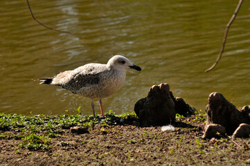 seagull on a rock