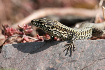 Mauereidechse (Podarcis muralis)