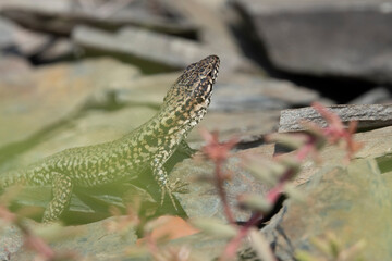 Mauereidechse (Podarcis muralis)