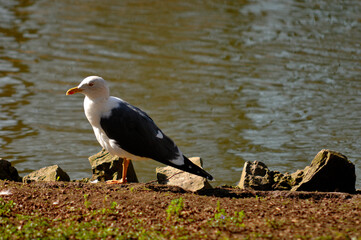 black crowned heron