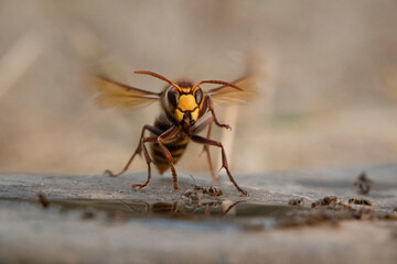 Hornisse (Vespa crabro) und Ameisen