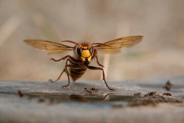 Hornisse (Vespa crabro) und Ameisen