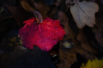Zachód słońca, rośliny, golden hour, jesień © Kar
