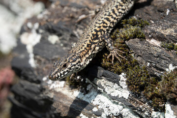 Mauereidechse (Podarcis muralis)