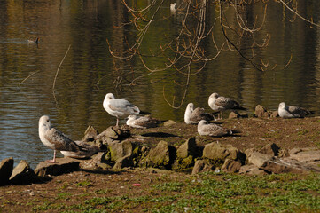 seagulls on the beach