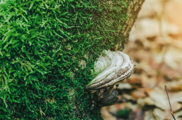 Close-up green moss. Modern eco friendly decor made of colored stabilized moss. Natural background for design and text.