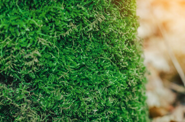 Close-up green moss. Modern eco friendly decor made of colored stabilized moss. Natural background for design and text.