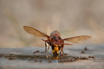 Hornisse (Vespa crabro) und Ameisen