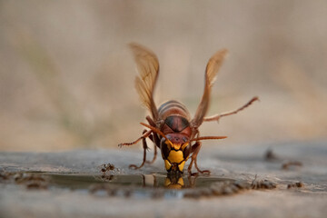 Hornisse (Vespa crabro) und Ameisen