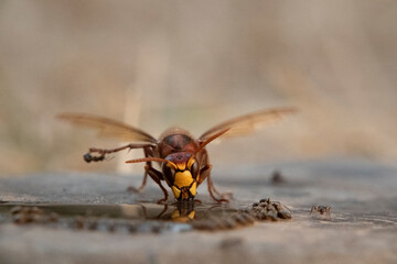 Hornisse (Vespa crabro) und Ameisen