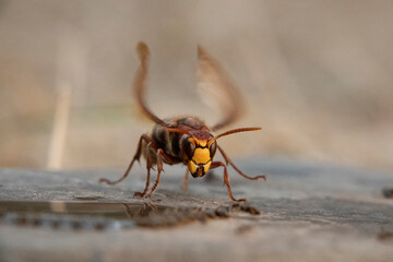 Hornisse (Vespa crabro) und Ameisen