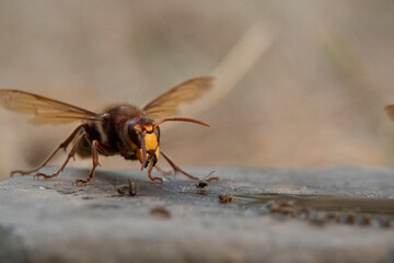Hornisse (Vespa crabro) und Ameisen
