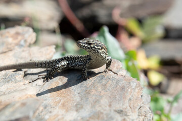 Mauereidechse (Podarcis muralis)