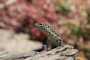 Mauereidechse (Podarcis muralis)