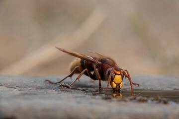 Hornisse (Vespa crabro) und Ameisen