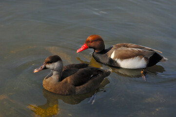 two ducks in the water