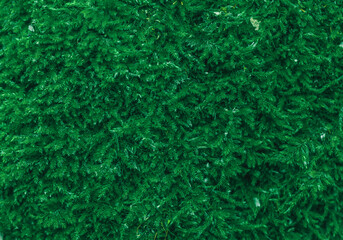 Close-up green moss. Modern eco friendly decor made of colored stabilized moss. Natural background for design and text.