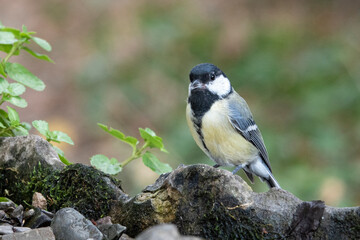 Kohlmeise  (Parus major)