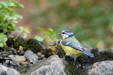 Blaumeise (Cyanistes caeruleu)