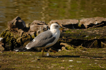 seagull on the rock