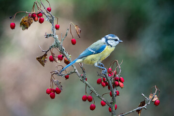 Blaumeise (Cyanistes caeruleu)