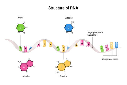 Structure of RNA. Ribonucleic acid. Nitrogenous base and Sugar phosphate backbone. Uracil, Adenine, Cytosine, Guanine. Vector for genetic studies.