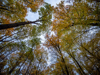 Herbstwald