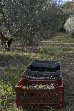 Récoltes d'olives