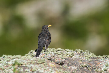 Chiguanco thrush, Turdus chiguanco, Highland grasslands in Pampa de Achala , Quebrada del Condorito  National Park,Cordoba province, Argentina